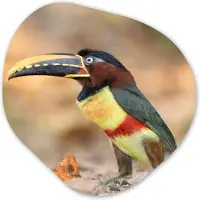 MuchoWow Organische wanddecoratie 90x90 cm - Organisch schilderij Vogel - Toekan - Veren - Natuur - Muurdecoratie woonkamer - Kamer decoratie - Schilderijen - Muurcirkel aesthetic