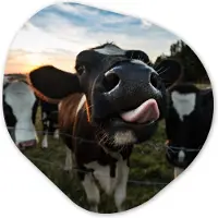 MuchoWow Organische wanddecoratie 90x90 cm - Organisch schilderij Koe - Dieren - Natuur - Uitstekende tong - Muurdecoratie woonkamer - Kamer decoratie - Schilderijen - Muurcirkel aesthetic