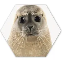 MuchoWow Hexagon wanddecoratie - Kunststof Wanddecoratie - Hexagon Schilderij - Jongens - Zeehond - Kinderen - Meisjes - Dieren - 75x65 cm