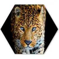 MuchoWow Hexagon wanddecoratie - Kunststof Wanddecoratie - Hexagon Schilderij - Luipaard - Dieren - Portret - Wilde dieren - Zwart - 75x65 cm