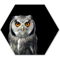 MuchoWow Hexagon wanddecoratie - Kunststof Wanddecoratie - Hexagon Schilderij - Uil - Vogel - Oranje - Zwart - 120x103 cm