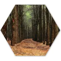 MuchoWow Hexagon wanddecoratie - Kunststof Wanddecoratie - Hexagon Schilderij - Herfst - Landelijke decoratie - Bos - 120x103 cm