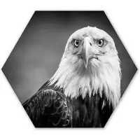 MuchoWow Hexagon wanddecoratie - Kunststof Wanddecoratie - Hexagon Schilderij - Arend - Roofvogel - Zwart - Wit - Dieren - 120x103 cm