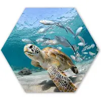 MuchoWow Hexagon wanddecoratie - Kunststof Wanddecoratie - Hexagon Schilderij - Schildpad - Vis - Zee - 120x103 cm