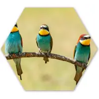 MuchoWow Hexagon wanddecoratie - Kunststof Wanddecoratie - Hexagon Schilderij - Vogels - Dieren - Bijeneter - 75x65 cm