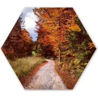 MuchoWow Hexagon wanddecoratie - Kunststof Wanddecoratie - Hexagon Schilderij - Herfst - Herfstbladeren - Pad - Bos - 120x103 cm