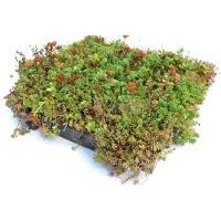 Intergard Groendak Sedummixmat per m2
