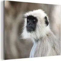 MuchoWow Wanddecoratie Metaal - Aluminium Schilderij Industrieel - Apen - Natuur - Dieren - 160x120 cm - Dibond - Foto op aluminium - Industriële muurdecoratie - Voor de woonkamer/slaapkamer