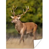 PosterMonkey Poster Dieren - Hert - Gewei - Bosdieren - Natuur - 30x40 cm