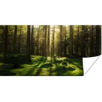 PosterMonkey Poster Bomen - Bos - Mos - Planten - Zon - Natuur - 120x60 cm