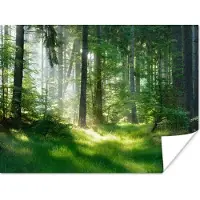 PosterMonkey Poster Natuur - Bomen - Bos - Groen - Zon - Gras - Planten - 120x90 cm
