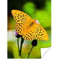 PosterMonkey Poster Vlinder - Tijger - Bloem - 60x80 cm