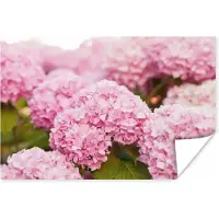 PosterMonkey Poster Struik - Bloemen - Roze - Hortensia - 30x20 cm