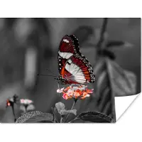 PosterMonkey Poster Vlinder - Dieren - Bloemen - Zwart wit - Oranje - 120x90 cm
