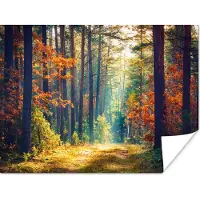 PosterMonkey Poster Bos - Zon - Natuur - Herfst - 160x120 cm XXL - Kerstversiering - Kerstdecoratie voor binnen - Kerstmis
