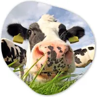 MuchoWow Organische wanddecoratie 40x40 cm - Organisch schilderij Koe - Boerderij - Gras - Dieren - Muurdecoratie woonkamer - Kamer decoratie - Schilderijen - Muurcirkel aesthetic