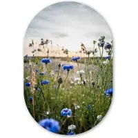 MuchoWow Muurovaal 40x60 cm - Ovale wanddecoratie Bloemen - Zomer - Korenbloem - Blauw - Zon - Wolken - Ovalen schilderij - Muurdecoratie woonkamer - Kamer decoratie - Schilderijen - Wandcirkel