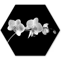 MuchoWow Hexagon wanddecoratie - Kunststof Wanddecoratie - Hexagon Schilderij - Orchidee - Bloemen - Zwart - Roze - Knoppen - 120x103 cm