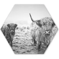 MuchoWow Hexagon wanddecoratie - Kunststof Wanddecoratie - Hexagon Schilderij - Schotse hooglanders - Licht - Lucht - Natuur - 37x32 cm