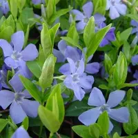 GP 50 x Maagdenpalm Blauw - Bodembedekkers Planten - Winterharde Tuinplanten - Vaste Planten - Vinca minor in 9x9cm pot met hoogte 5-10cm