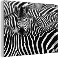 MuchoWow Wanddecoratie Metaal - Aluminium Schilderij Industrieel - Zebra zwart-wit fotoprint - 160x120 cm - Dibond - Foto op aluminium - Industriële muurdecoratie - Voor de woonkamer/slaapkamer