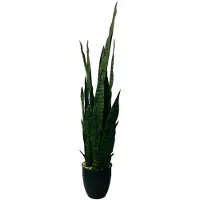 HEM Sansevieria