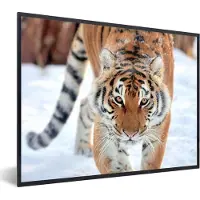 PosterMonkey Fotolijst incl. Poster - Tijger - Sneeuw - Dieren - 80x60 cm - Posterlijst - Kerstmis Decoratie - Kerstversiering - Kerstdecoratie Woonkamer - Kerstversiering - Kerstdecoratie voor binnen - Kerstmis