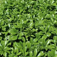 GP 25 x Schaduwkruid of Dikkemanskruid Green Carpet - Wintergroene Bodembedekker - Pachysandra terminalis 'Green Carpet' in 9x9cm pot met hoogte 5-10cm