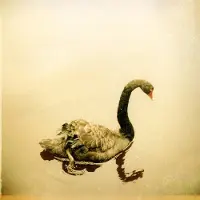 Konkurrent Crooked Fingers - Crooked Fingers (LP)
