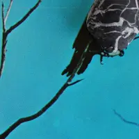 Konkurrent Tangents - Stateless (CD)
