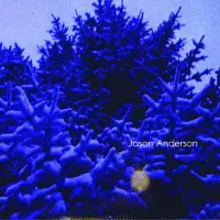 Konkurrent Jason Anderson - The Wreath (CD)