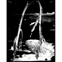 Konkurrent Pink Reason - Cleaning The Mirror (CD)