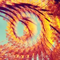 Konkurrent A Hawk And A Hacksaw - Forest Bathing (CD)