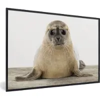 PosterMonkey Poster in fotolijst kinderen - Zeehond - Dieren - Kind - Jongens - Meisjes - Kinderen - Muurdecoratie kinderkamer - Poster slaapkamer - 90x60 cm - Schilderij voor kinderen