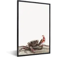 PosterMonkey Poster in fotolijst kinderen - Kinderen - Krab - Zeedieren - Jongens - Meisjes - Kids - Schilderij voor kinderen - 20x30 cm - Kinderkamer decoratie - Poster kinderkamer