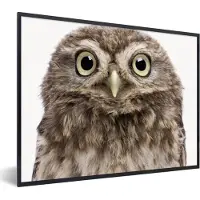 PosterMonkey Poster in fotolijst kind - Uilskuiken - Uil - Portret - Bruin - Vogel - Jongens - Meisjes - Wanddecoratie kinderkamers - 80x60 cm - Schilderij voor kinderen - Kinderposter