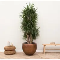 Green bubble Dracaena Marginata vertakt XXL - 225cm