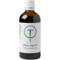 Therapeutenwinkel Ribes nigrum zwarte bes