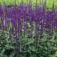 GP 50 x Salie Caradonna Paars|Blauw - Tuinplanten Winterhard - Salvia nemorosa 'Caradonna' in 9x9cm pot met hoogte 5-10cm