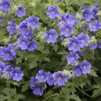 GP 50 x Geranium Himalayense - Winterharde Tuinplant / Bodembedekker - Ooievaarsbek Himalayense in 9x9cm pot met hoogte 5-10cm