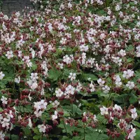 GP 25 x Ooievaarsbek Wit|Roze - Bodembedekker Winterhard - Geranium macrorrhizum Spessart in 9x9cm pot met hoogte 5-10cm