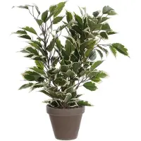 Mica Kunstplant Ficus natasja in pot, hoogte 40 cm, bont
