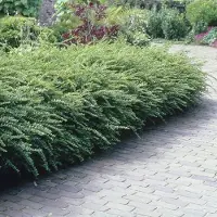 GP 4 x Struikkamperfoelie XL Wintergroen - Bodembedekker en Haagplant - Lonicera nitida 'Maigrun' in C1.5(liter) pot met hoogte 10 - 20cm