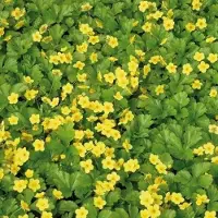 GP 25 x Waldsteinia ternata - Wintergroene Bodembedekker - Vaste planten - Goudaardbei in 9x9cm pot met hoogte 5-10cm