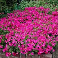 GP 50 x Kruipphlox of Vlambloem Roze - Bodembedekker Wintergroen - Phlox subulata 'MacDaniel's Cushion' in 9x9cm pot met hoogte 5-10cm