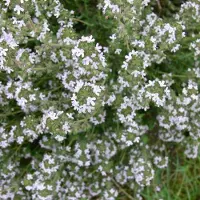 GP 25 x Echte Tijm / Keukentijm - Winterharde Kruidenplant - Thymus vulgaris in 9x9cm pot met hoogte 5-10cm