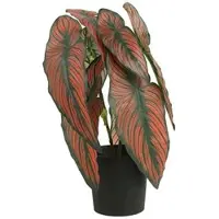 Countryfield -kunstplant-Caladium-rood
