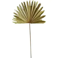Mars & More Palmblad/ tak - Gedroogd - 105x45cm -