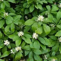 GP 12 x Schaduwkruid of Dikkemanskruid - Wintergroene Bodembedekker - Pachysandra terminalis in 9x9cm pot met hoogte 5-10cm