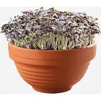 Buzzy Microgreens Kiemgroentezaad Rode Mizuna (Brassica Rapa) 11 X 12 X 6 Cm